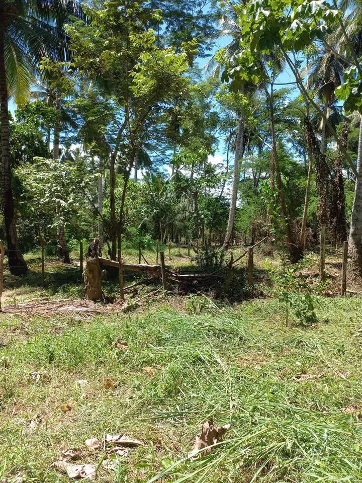 Lote en Tarapoto, San Martín — foto 2