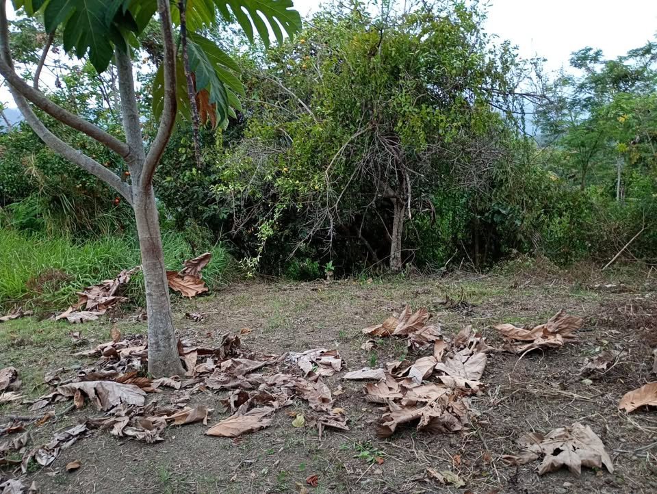 Chacra en La Banda de Shilcayo, San Martín — foto 6