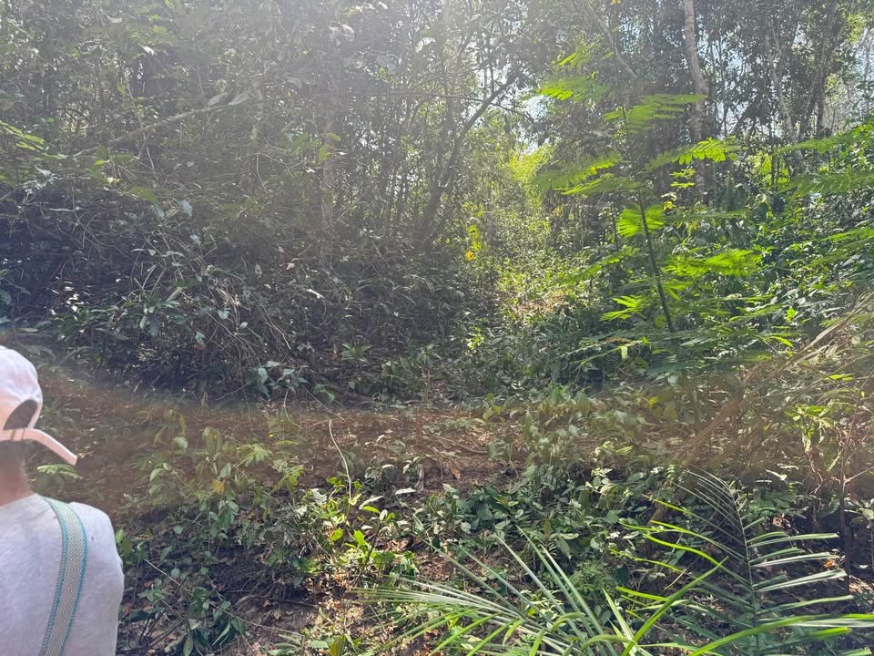 Chacra en Tarapoto, San Martín — foto 5
