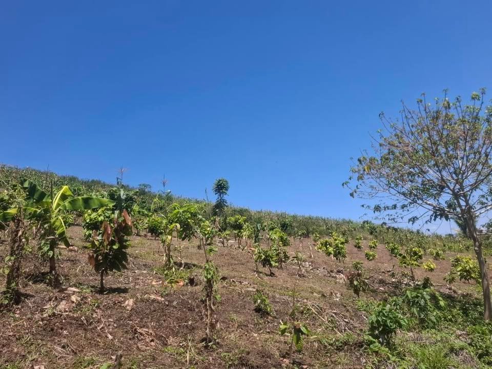 Chacra en La Banda de Shilcayo, San Martín — foto 2