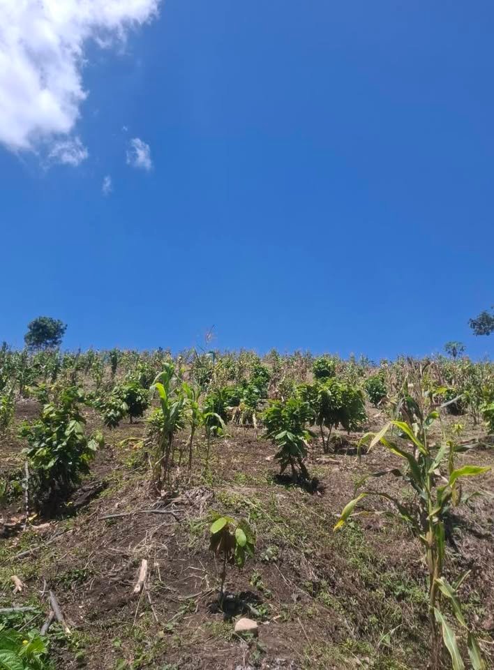 Chacra en La Banda de Shilcayo, San Martín — foto 5