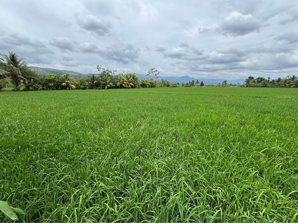 Terreno en Tarapoto, San Martín — foto 3