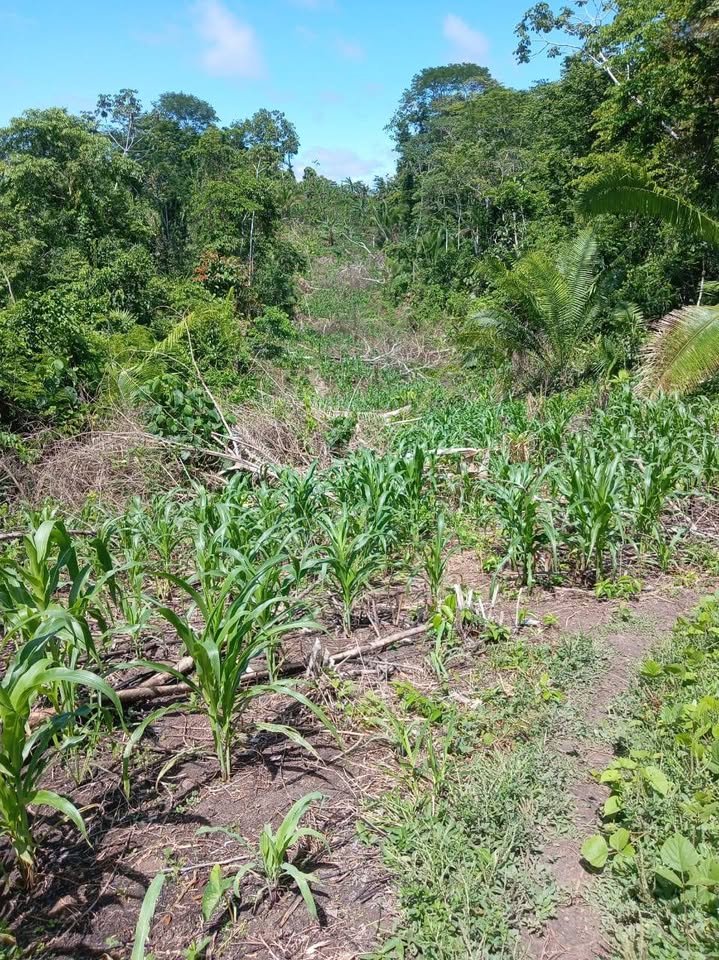 Chacra en Yurimaguas, Loreto — foto 2