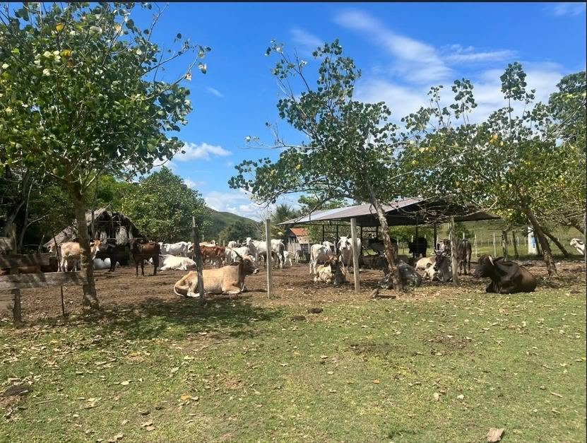 Chacra en San José de Sisa, San Martín — foto 5