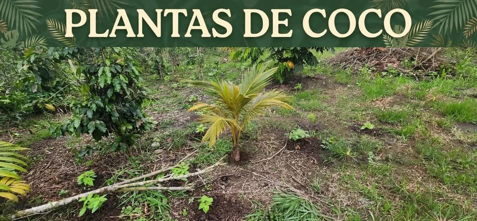 Chacra en Rioja, San Martín — foto 6