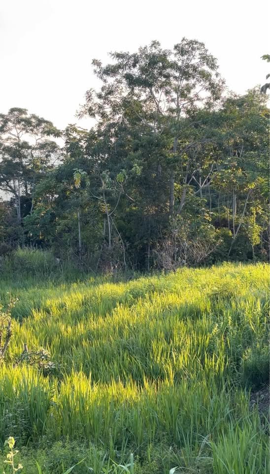 Terreno en Tarapoto, San Martín — foto 3