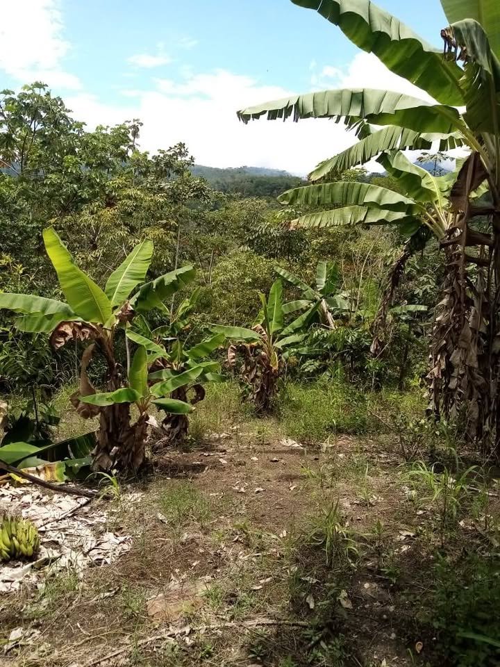 Terreno en San Roque de Cumbaza, San Martín — foto 4