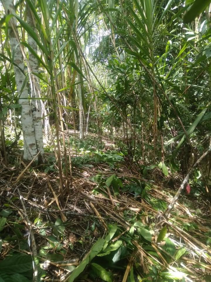 Terreno en San Roque de Cumbaza, San Martín — foto 6
