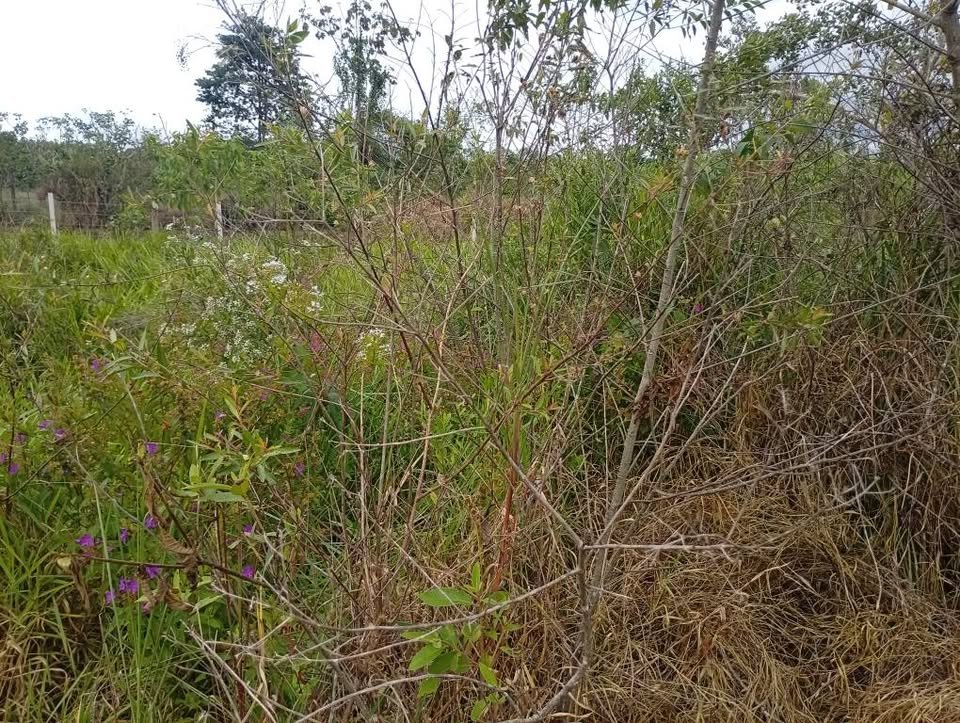 Terreno en Moyobamba, San Martín — foto 3