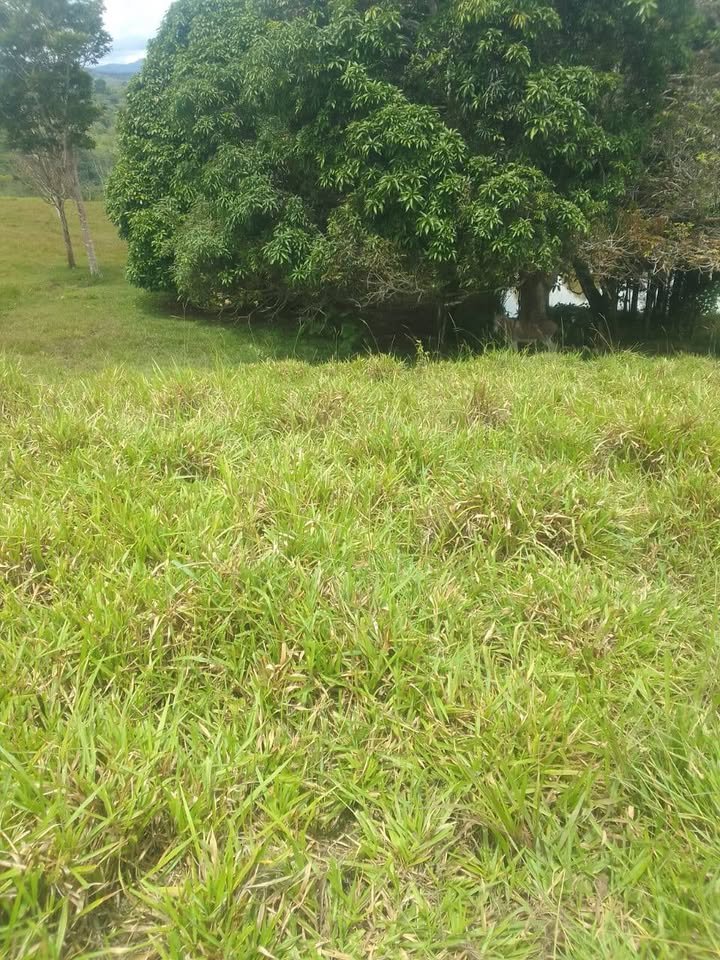 Finca / fundo en Moyobamba, San Martín — foto 3