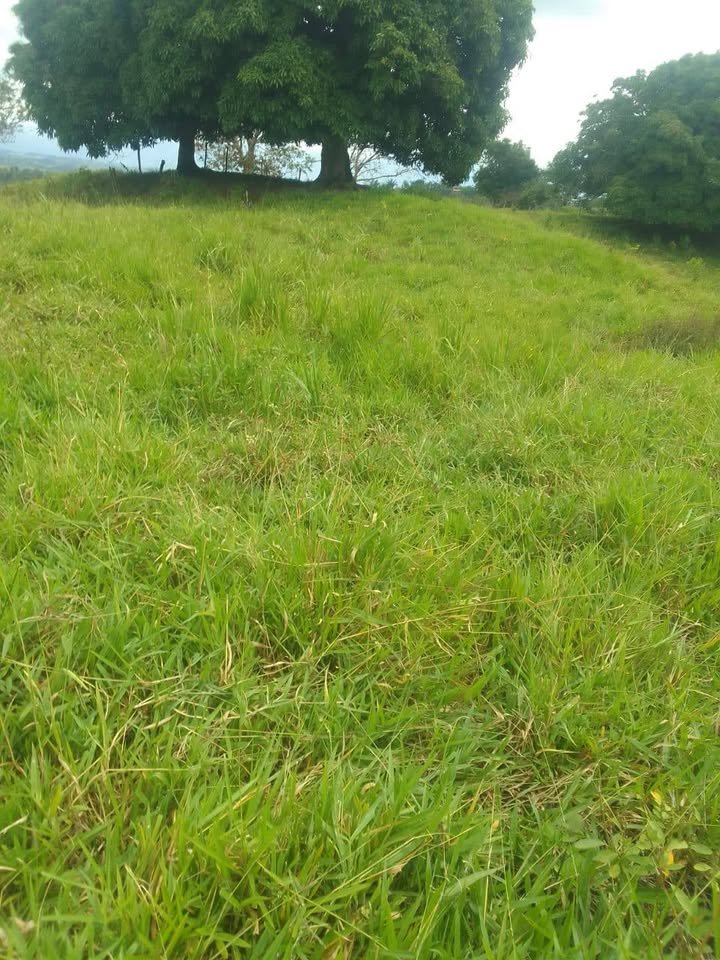 Finca / fundo en Moyobamba, San Martín — foto 5