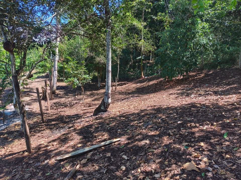 Terreno en Tarapoto, San Martín — foto 6