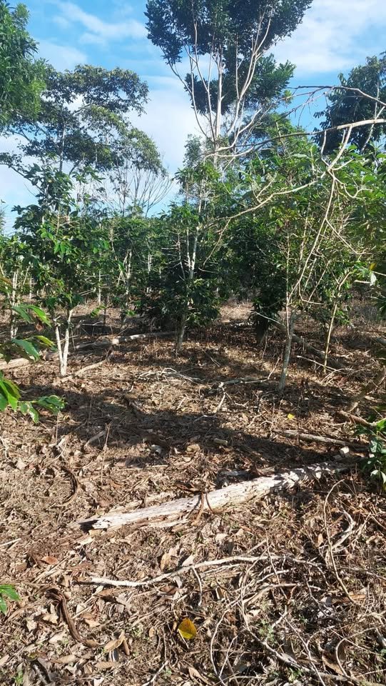Chacra en Moyobamba, San Martín — foto 2