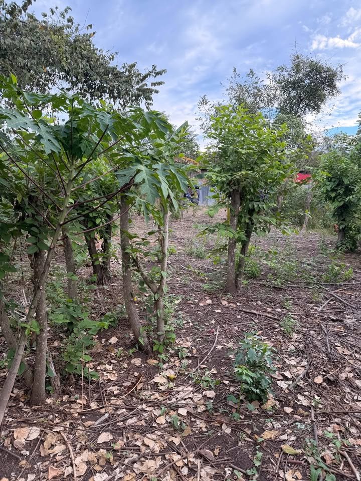 Lote en Tarapoto, San Martín — foto 4
