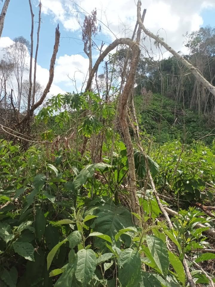 Terreno en Santa Elena (Bellavista) — foto 4