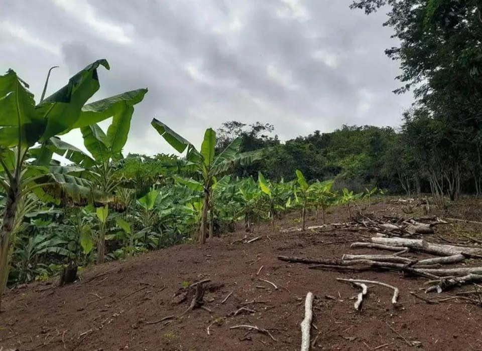 Chacra en Morales, San Martín — foto 4
