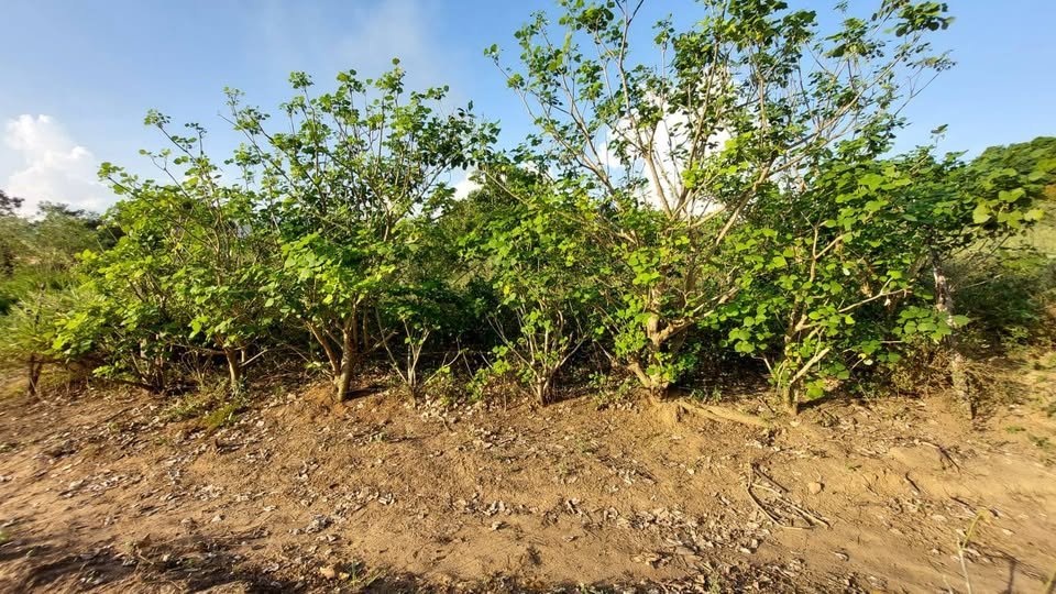 Terreno en Tarapoto, San Martín — foto 2