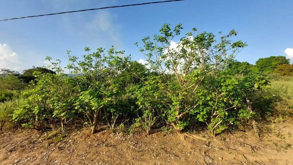Terreno en Tarapoto, San Martín — foto 5