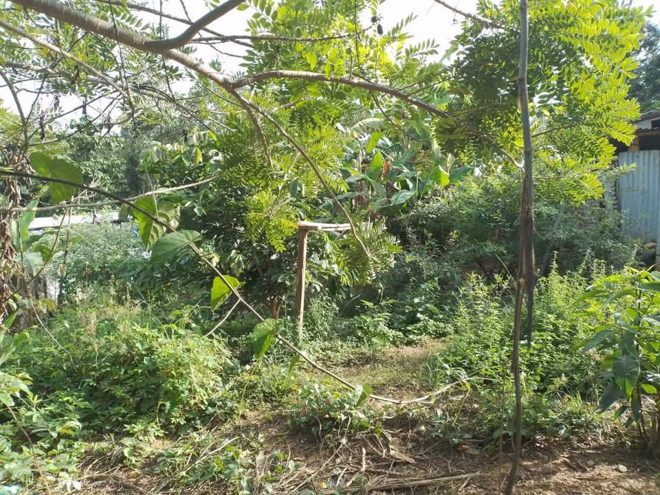 Lote en Lamas, San Martín — foto 6
