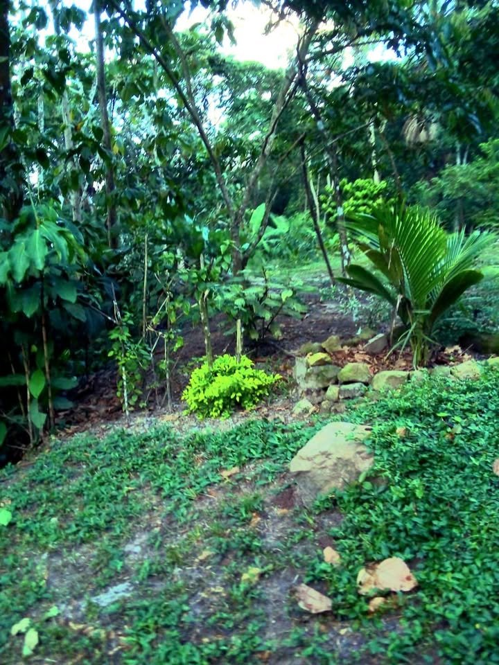 Terreno en Tarapoto, San Martín — foto 2
