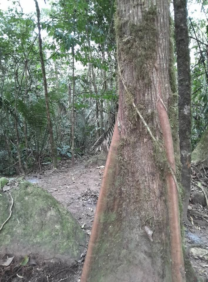Terreno en Tarapoto, San Martín — foto 5