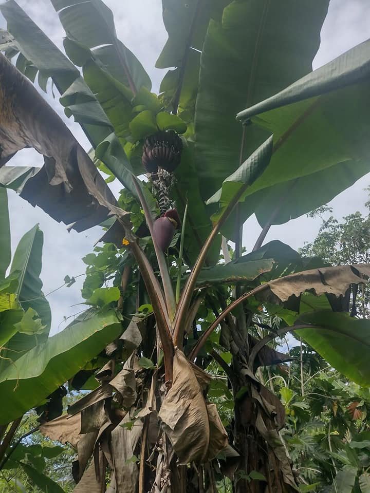 Terreno en Iquitos, Loreto — foto 4