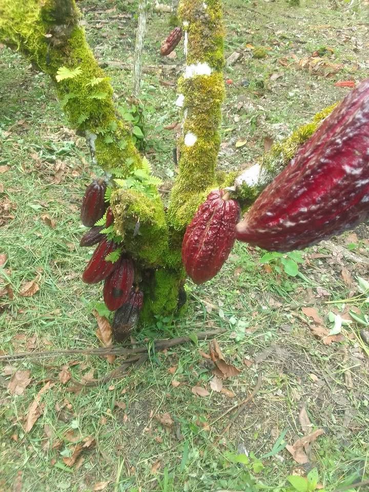 Finca / fundo en Moyobamba, San Martín — foto 2