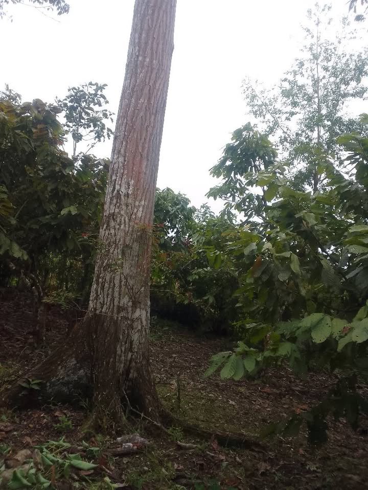 Finca / fundo en Moyobamba, San Martín — foto 5