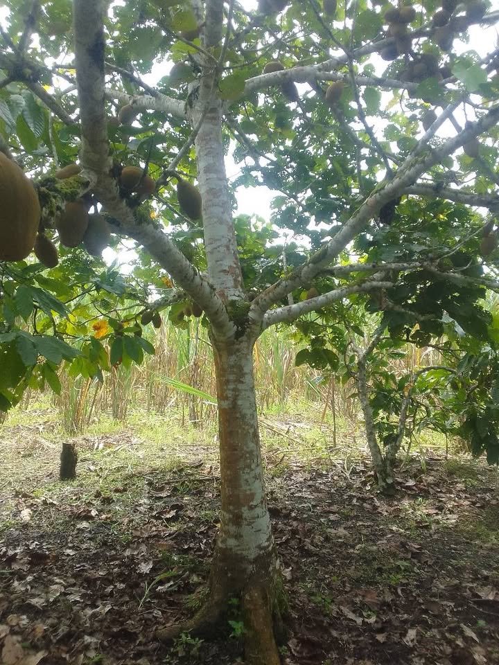 Finca / fundo en Moyobamba, San Martín — foto 6