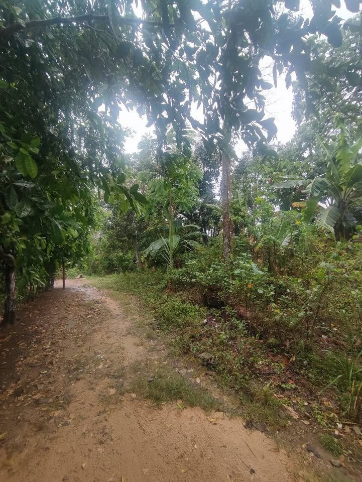 Terreno en Lamas, San Martín — foto 2