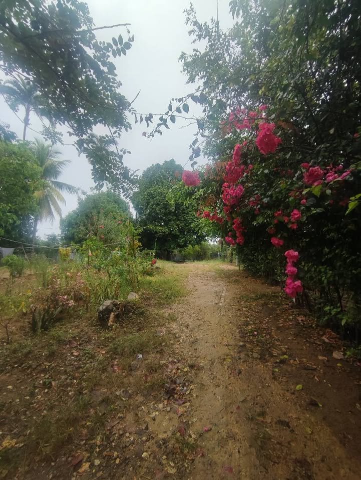 Terreno en Lamas, San Martín — foto 4