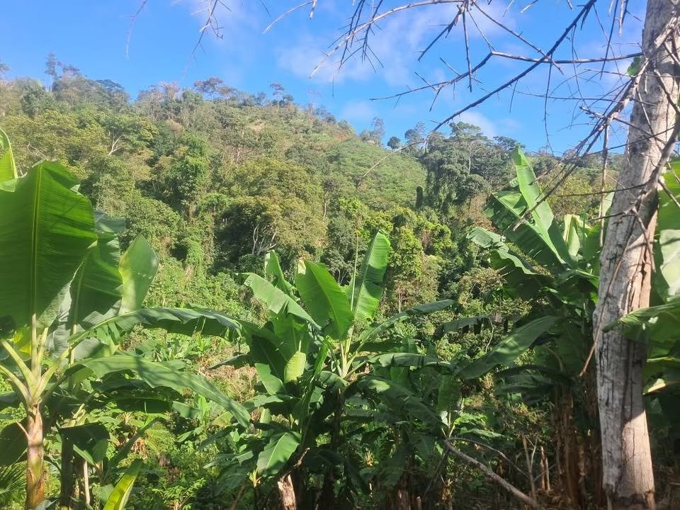 Chacra en San José de Sisa, San Martín — foto 3