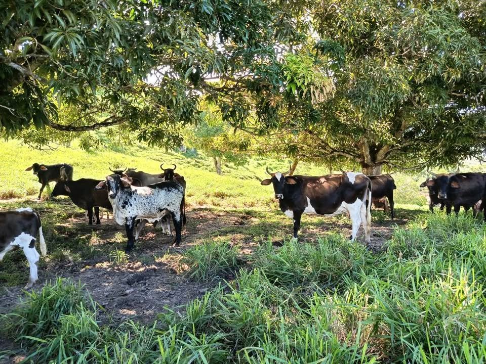 Terreno en Tarapoto, San Martín — foto 4