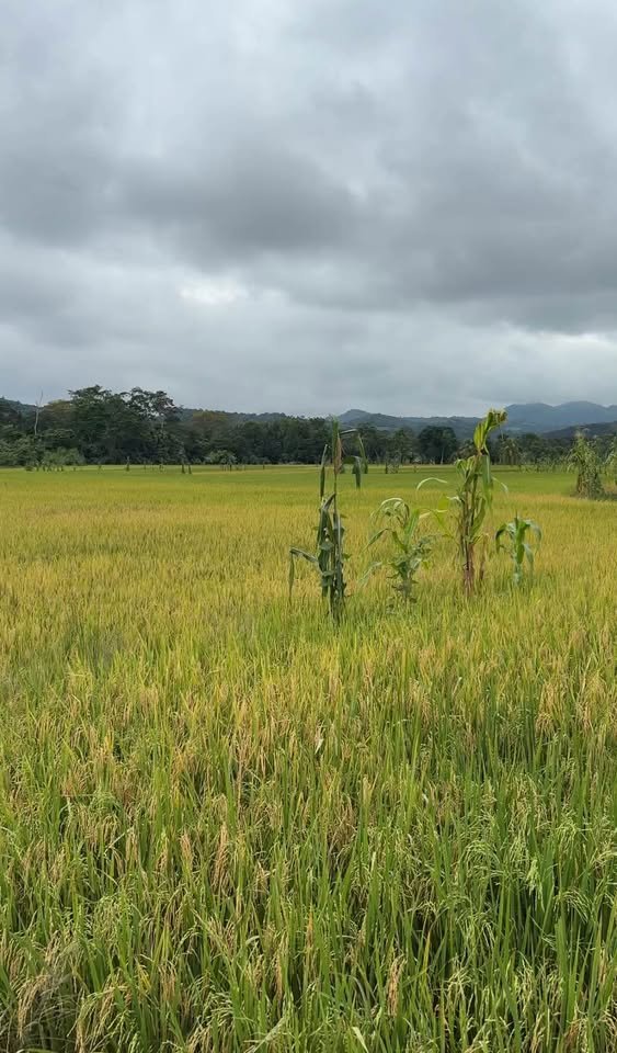 Chacra en Tarapoto, San Martín — foto 2