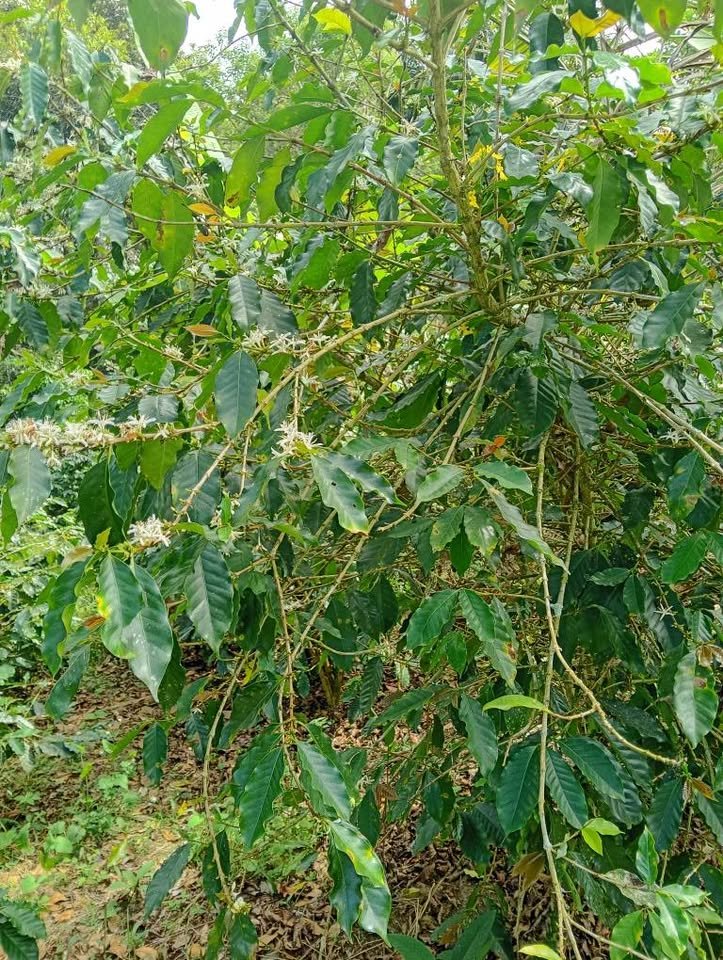 Chacra en Moyobamba, San Martín — foto 2