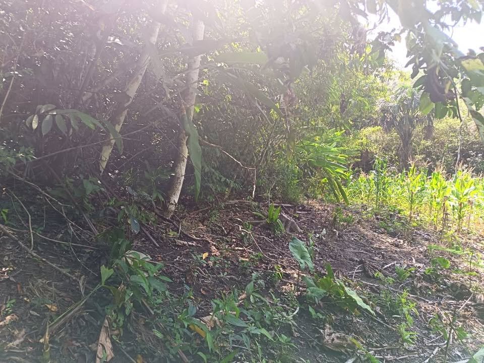 Terreno en Tarapoto, San Martín — foto 2