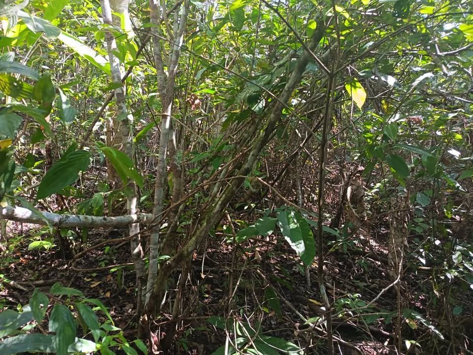 Terreno en Tarapoto, San Martín — foto 5