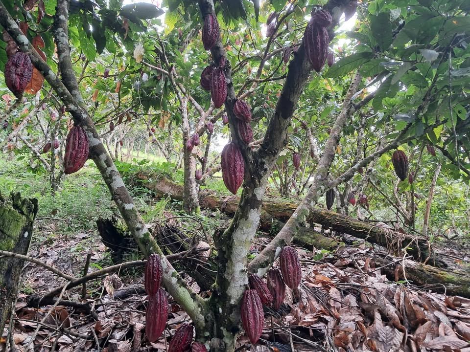 Chacra en San José de Sisa, San Martín — foto 4