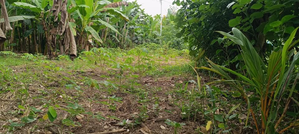 Lote en Rupa-Rupa, Huánuco — foto 5