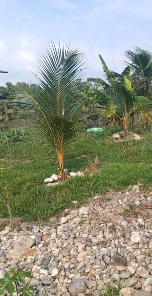 Terreno en Padre Abad, Ucayali — foto 4