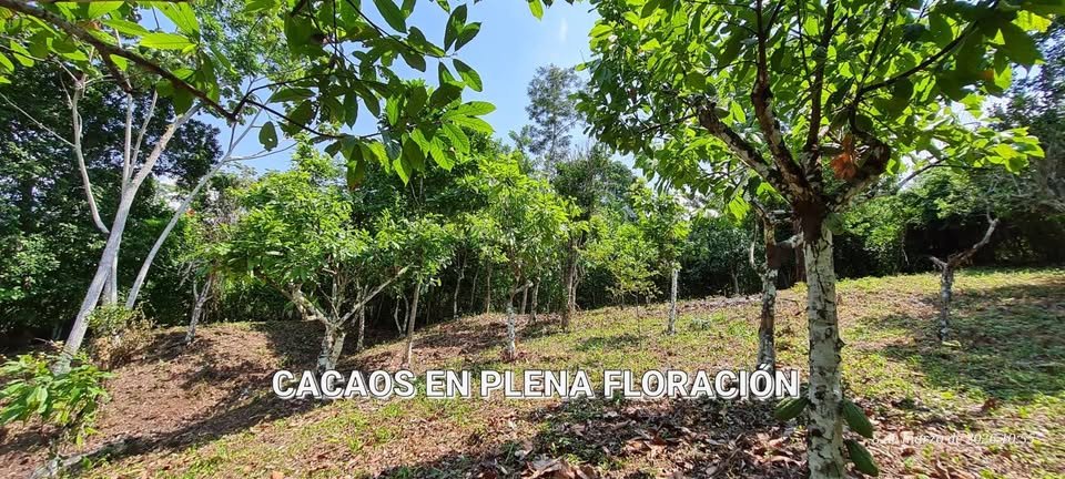 Terreno en Shanao, San Martín — foto 6