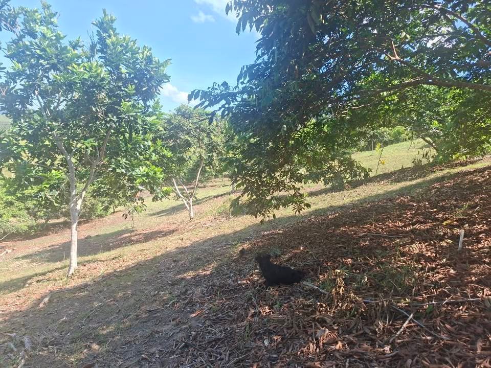 Lote en La Banda de Shilcayo, San Martín — foto 3