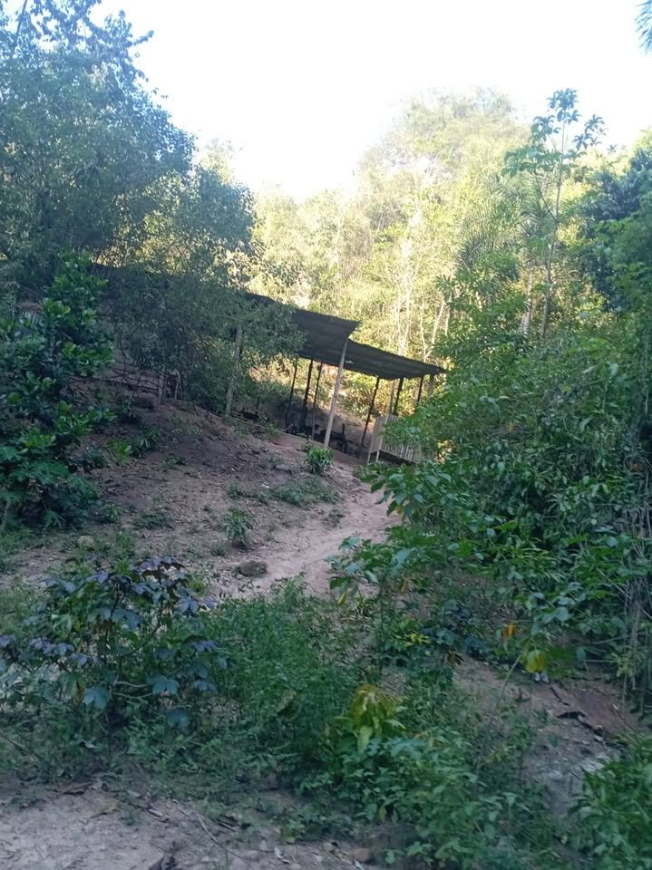 Chacra en Juan Guerra, San Martín — foto 4