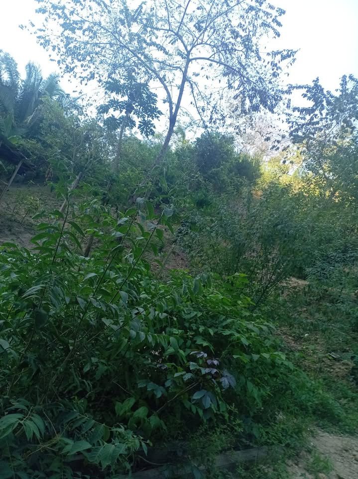 Chacra en Juan Guerra, San Martín — foto 5