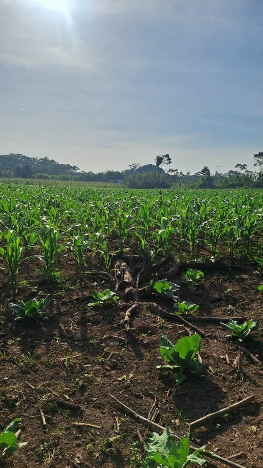 Chacra en Moyobamba, San Martín — foto 2