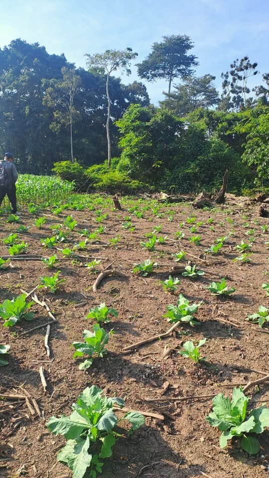 Chacra en Moyobamba, San Martín — foto 3