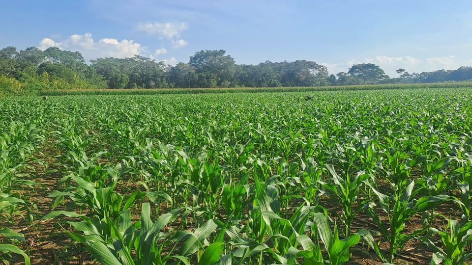 Chacra en Moyobamba, San Martín — foto 4