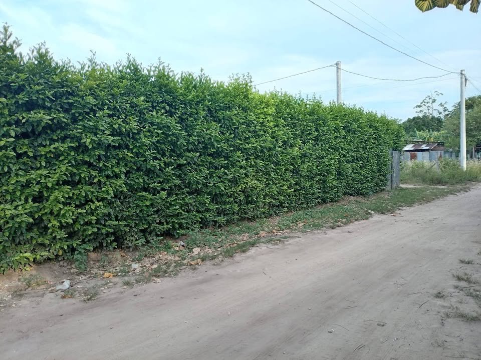 Quinta / casa de campo en Tres de Octubre — foto 2