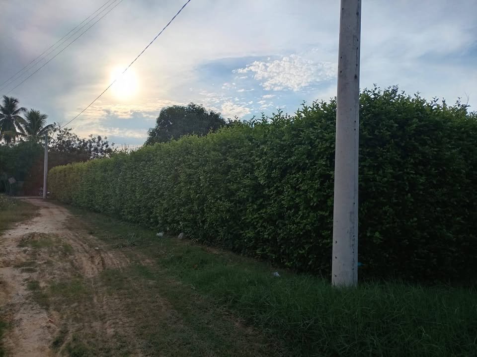 Quinta / casa de campo en Tres de Octubre — foto 3