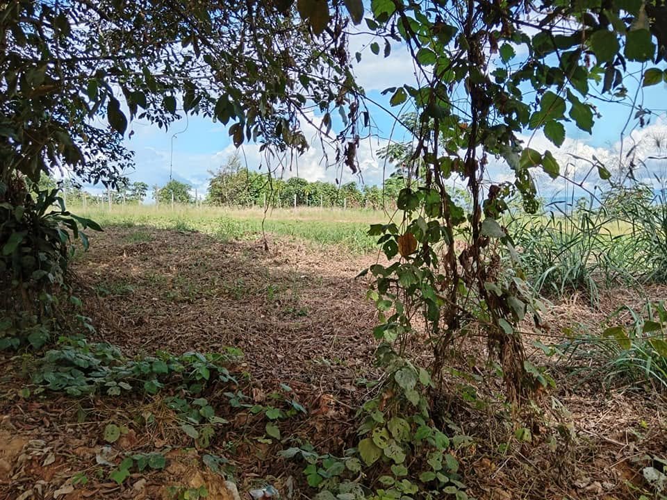 Lote en Lamas, San Martín — foto 6